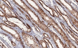 Anti-CD147 Antibody, clone 1J7 ZooMAb® Rabbit Monoclonal recombinant, expressed in HEK 293 cells