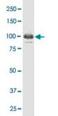 Monoclonal Anti-IFI16 antibody produced in mouse clone 2E3, purified immunoglobulin, buffered aqueous solution