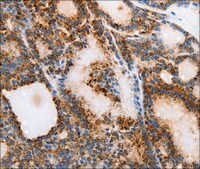 Anti-MUC6 antibody produced in rabbit affinity isolated antibody
