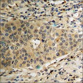 Anti-phospho-PDK1 (pSer241) antibody produced in rabbit affinity isolated antibody