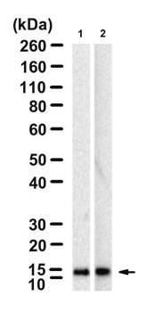 Anti-PHPT1 Antibody, clone 1D19 ZooMAb&#174; Rabbit Monoclonal recombinant, expressed in HEK 293 cells