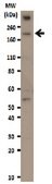 Anti-REST Antibody from rabbit, purified by affinity chromatography
