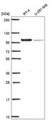 Anti-Ifi16 Antibody Produced In Rabbit Prestige Antibodies® Powered by Atlas Antibodies, affinity isolated antibody, buffered aqueous glycerol solution