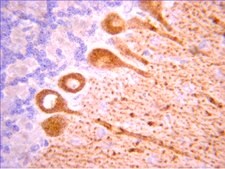 Anti-Sin1 Antibody, clone 1C7.2 clone 1C7.2, from mouse