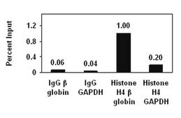 ChIPAb+ Histone H4 - ChIP Validated Antibody and Primer Set, rabbit monoclonal from rabbit