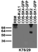 Anti-SK2 (KCa2.2) Antibody, clone K78/29 clone K78/29, from mouse