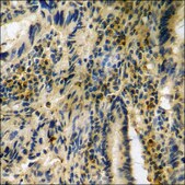 Anti-phospho-14-3-3 ζ/δ (pThr232) antibody produced in rabbit affinity isolated antibody