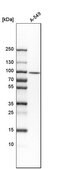 Anti-DNAAF5 antibody produced in rabbit Prestige Antibodies® Powered by Atlas Antibodies, affinity isolated antibody, buffered aqueous glycerol solution