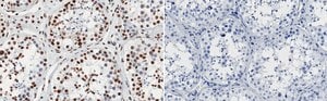 Anti-SMARCA2 Antibody, clone 3E14 ZooMAb® Rabbit Monoclonal recombinant, expressed in HEK 293 cells
