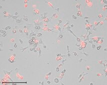 Human Microglia Human iPSC line, Fully differentiated, Healthy Female Control (no known neurological disorders), Cryopreserved