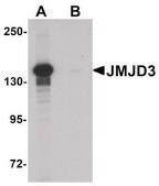 Anti-JMJD3 antibody produced in rabbit affinity isolated antibody