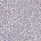 Anti-SCG2 Prestige Antibodies® Powered by Atlas Antibodies, affinity isolated antibody