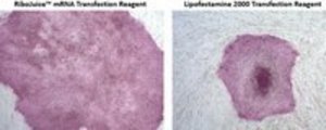 RiboJuice mRNA Transfection Kit