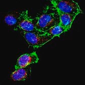 抗-DNA-RNA杂交抗体，克隆S9.6 clone S9.6, from mouse