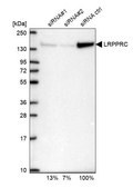 Anti-LRPPRC antibody produced in rabbit Prestige Antibodies® Powered by Atlas Antibodies, affinity isolated antibody, buffered aqueous glycerol solution