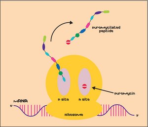 嘌呤霉素 二盐酸盐 来源于白色链球菌 powder, BioReagent, suitable for cell culture