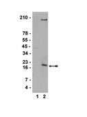 Anti-monomethyl-Histone H3 (Lys36) Antibody serum, Upstate®