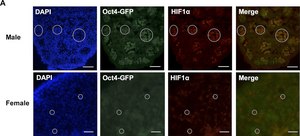 单克隆抗 绿色荧光蛋白 (GFP) 小鼠抗 clone GFP-20, ascites fluid