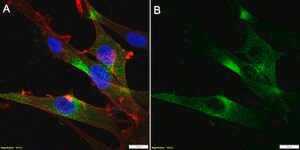 Anti-Neurexin-1-β Antibody, clone 1F14 ZooMAb® Rabbit Monoclonal recombinant, expressed in HEK 293 cells