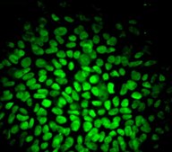 Fluorescent Human ES/iPS Cell Characterization Kit This Fluorescent Human ES/iPS Cell Characterization Kit contains a range of sensitive tools for the phenotypic assessment of the pluripotent status of human Embryonic stem &amp; induced pluripotent Stem cells.
