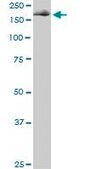 Monoclonal Anti-EIF4G1, (C-terminal) antibody produced in mouse clone 3A10, purified immunoglobulin, buffered aqueous solution