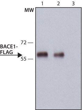 大鼠单克隆抗-FLAG&#174; 抗体 clone 6F7, purified from hybridoma cell culture