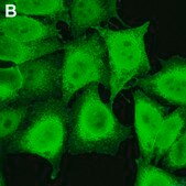 Anti-Puromycin Antibody, clone 12D10 ZooMAb® Mouse Monoclonal recombinant, expressed in HEK 293 cells