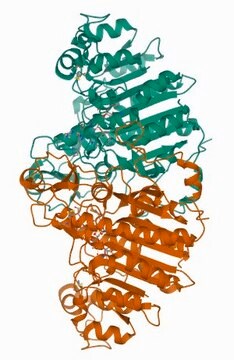 氨基端 FLAG-BAP &#8482; 融合蛋白