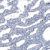Monoclonal Anti-FOXJ1 antibody produced in mouse Prestige Antibodies® Powered by Atlas Antibodies, clone CL3989, purified immunoglobulin