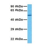 Anti-GABRP antibody produced in rabbit affinity isolated antibody