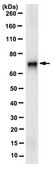 Anti-RecQ1 Antibody, clone 5A12.1 clone 5A12.1, from mouse