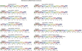 Membrane Scaffold Protein 1D1 D73C recombinant, expressed in E. coli, Cysteine substituted at position 73