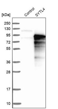 Anti-SYTL4 antibody produced in rabbit Ab1, Prestige Antibodies® Powered by Atlas Antibodies, affinity isolated antibody, buffered aqueous glycerol solution