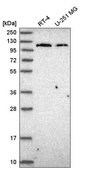 Anti-JAK2 antibody produced in rabbit Prestige Antibodies® Powered by Atlas Antibodies, affinity isolated antibody