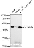 Anti-α-Tubulin Antibody, clone 3P2D9, Rabbit Monoclonal
