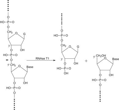核糖核酸酶T1 来源于米曲霉 ammonium sulfate suspension, 300,000-600,000&#160;units/mg protein