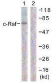 Anti-C-RAF antibody produced in rabbit affinity isolated antibody