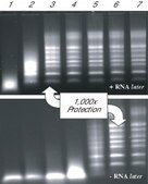 RNAlater® Stabilize and protect RNA with immediate RNase inactivation