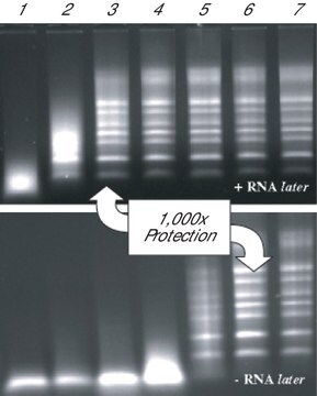 RNAlater&#174; Stabilize and protect RNA with immediate RNase inactivation