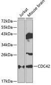 Anti-CDC42 antibody produced in rabbit