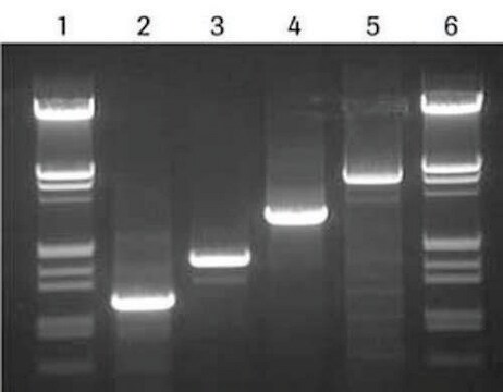 高保真PCR预混液 sufficient for &#8804;200&#160;reactions, kit of 1 (2 components), suitable for PCR