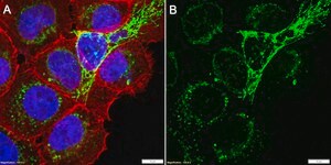 Anti-RAP1GDS1 Antibody, clone 1H6 ZooMAb® Rabbit Monoclonal recombinant, expressed in HEK 293 cells