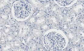 Anti-HSF1 Antibody, clone 1J20 ZooMAb® Rabbit Monoclonal recombinant, expressed in HEK 293 cells