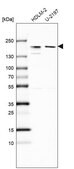 Anti-CLIP1 antibody produced in rabbit Prestige Antibodies® Powered by Atlas Antibodies, affinity isolated antibody, buffered aqueous glycerol solution