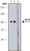 Anti-ALIX (C-terminal) antibody produced in rabbit ~1.0 mg/mL, affinity isolated antibody