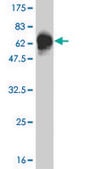 Monoclonal Anti-TCF4 antibody produced in mouse clone 1G4, purified immunoglobulin, buffered aqueous solution