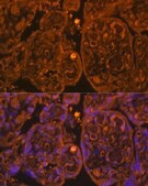 Anti-CD34 antibody produced in rabbit