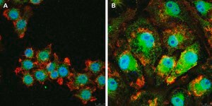 Anti-IL-33 Antibody, clone 5K9, ZooMAb® Rabbit Monoclonal recombinant, expressed in HEK 293 cells