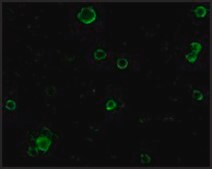 Anti-TACE antibody produced in rabbit affinity isolated antibody, buffered aqueous solution