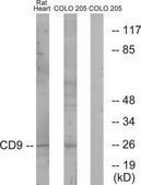 Anti-CD9 antibody produced in rabbit affinity isolated antibody